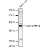 Western Blot - Anti-MKP-1 Antibody (A14253) - Antibodies.com