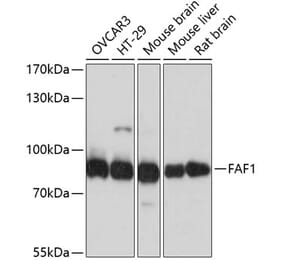 Western Blot - Anti-FAF1 Antibody (A14254) - Antibodies.com