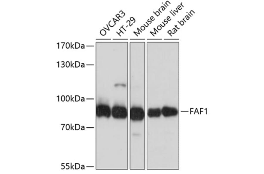 Western Blot - Anti-FAF1 Antibody (A14254) - Antibodies.com