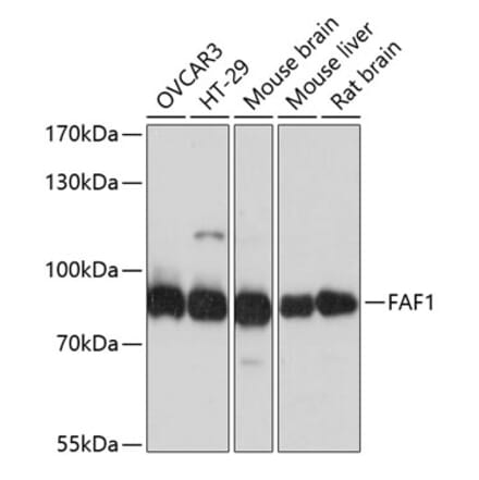Western Blot - Anti-FAF1 Antibody (A14254) - Antibodies.com