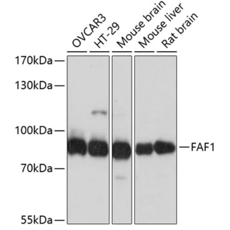 Western Blot - Anti-FAF1 Antibody (A14254) - Antibodies.com