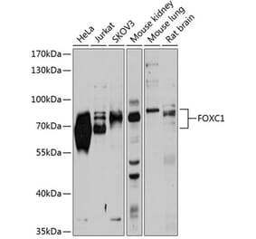 Western Blot - Anti-FOXC1 Antibody (A14255) - Antibodies.com
