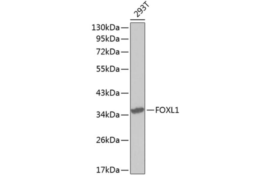 Western Blot - Anti-FOXL1 Antibody (A2931) - Antibodies.com