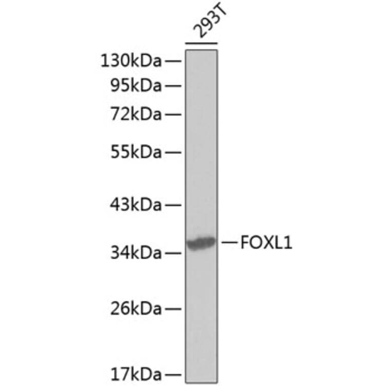 Western Blot - Anti-FOXL1 Antibody (A2931) - Antibodies.com