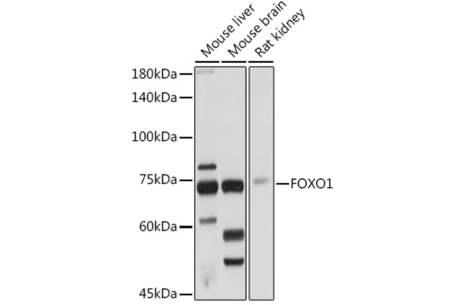 Western Blot - Anti-FOXO1A Antibody (A14259) - Antibodies.com