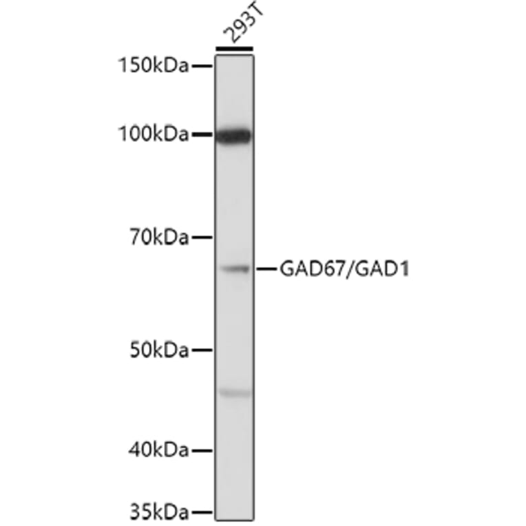 Western Blot - Anti-GAD67 Antibody (A14262) - Antibodies.com