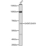 Western Blot - Anti-GAD67 Antibody (A14262) - Antibodies.com