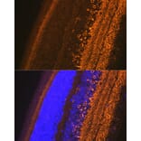 Immunofluorescence - Anti-GAD67 Antibody (A14262) - Antibodies.com