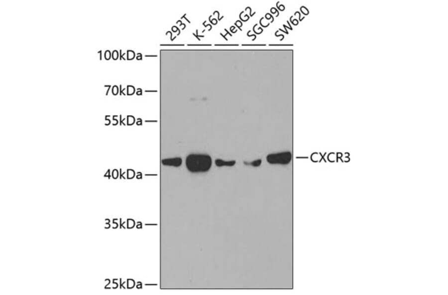 Western Blot - Anti-CXCR3 Antibody (A14263) - Antibodies.com