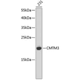 Western Blot - Anti-CMTM3 Antibody (A14267) - Antibodies.com