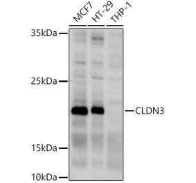 Western Blot - Anti-Claudin 3 Antibody (A14268) - Antibodies.com
