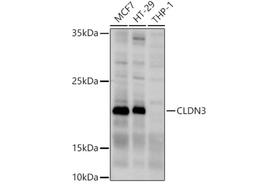 Western Blot - Anti-Claudin 3 Antibody (A14268) - Antibodies.com