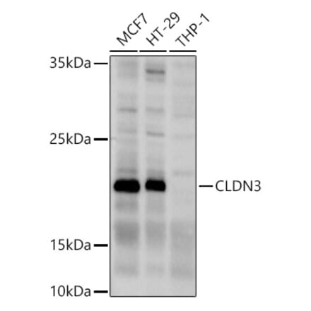 Western Blot - Anti-Claudin 3 Antibody (A14268) - Antibodies.com