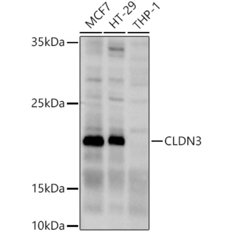 Western Blot - Anti-Claudin 3 Antibody (A14268) - Antibodies.com