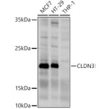 Western Blot - Anti-Claudin 3 Antibody (A14268) - Antibodies.com