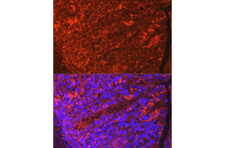 Immunofluorescence - Anti-Claudin 3 Antibody (A14268) - Antibodies.com