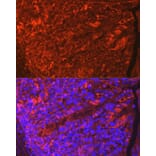 Immunofluorescence - Anti-Claudin 3 Antibody (A14268) - Antibodies.com