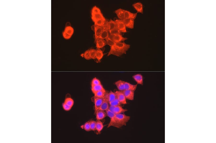 Immunofluorescence - Anti-Claudin 3 Antibody (A14268) - Antibodies.com