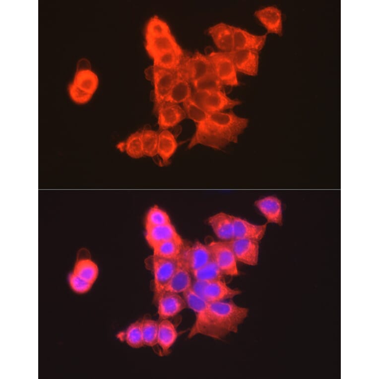 Immunofluorescence - Anti-Claudin 3 Antibody (A14268) - Antibodies.com