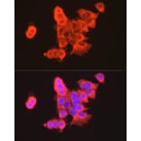 Immunofluorescence - Anti-Claudin 3 Antibody (A14268) - Antibodies.com