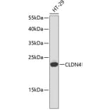 Western Blot - Anti-CLDN4 Antibody (A2947) - Antibodies.com