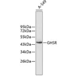 Western Blot - Anti-GHSR Antibody (A2957) - Antibodies.com