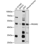 Western Blot - Anti-PROKR2 Antibody (A14275) - Antibodies.com