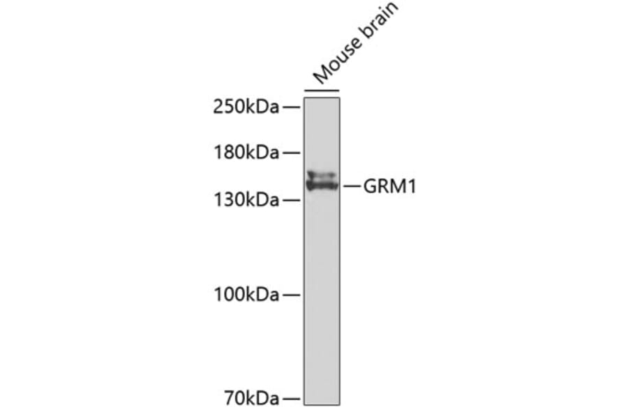 Western Blot - Anti-GRM1 Antibody (A2963) - Antibodies.com
