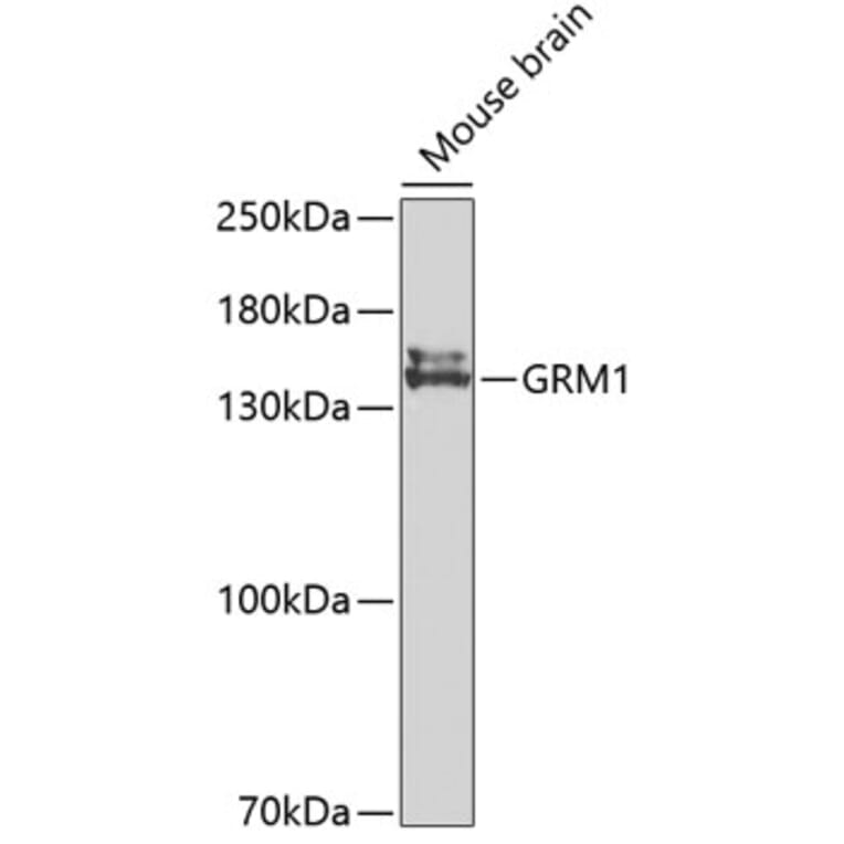 Western Blot - Anti-GRM1 Antibody (A2963) - Antibodies.com