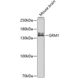 Western Blot - Anti-GRM1 Antibody (A2963) - Antibodies.com