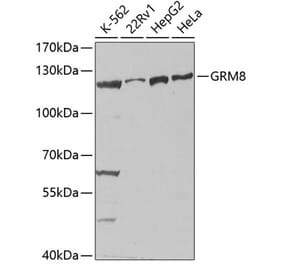 Western Blot - Anti-MGLUR8 Antibody (A14279) - Antibodies.com