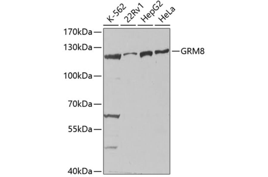 Western Blot - Anti-MGLUR8 Antibody (A14279) - Antibodies.com