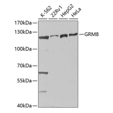 Western Blot - Anti-MGLUR8 Antibody (A14279) - Antibodies.com
