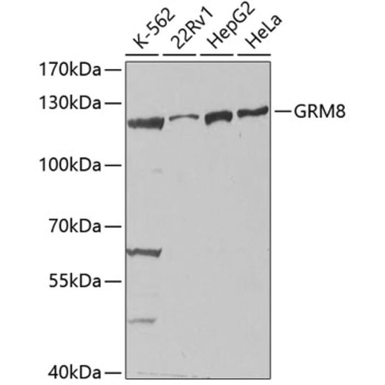 Western Blot - Anti-MGLUR8 Antibody (A14279) - Antibodies.com