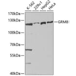 Western Blot - Anti-MGLUR8 Antibody (A14279) - Antibodies.com