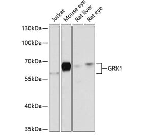 Western Blot - Anti-GRK1 Antibody (A2966) - Antibodies.com