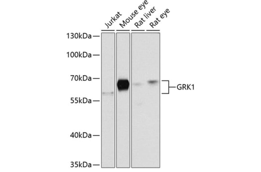 Western Blot - Anti-GRK1 Antibody (A2966) - Antibodies.com