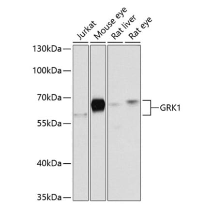 Western Blot - Anti-GRK1 Antibody (A14280) - Antibodies.com