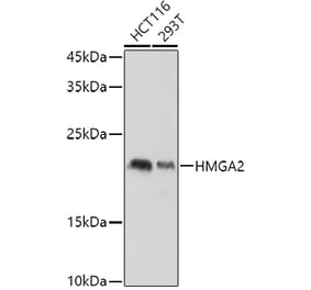 Western Blot - Anti-HMGA2 Antibody (A14284) - Antibodies.com
