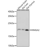 Western Blot - Anti-HMGA2 Antibody (A14284) - Antibodies.com