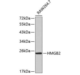 Western Blot - Anti-HMGB2 Antibody (A14285) - Antibodies.com