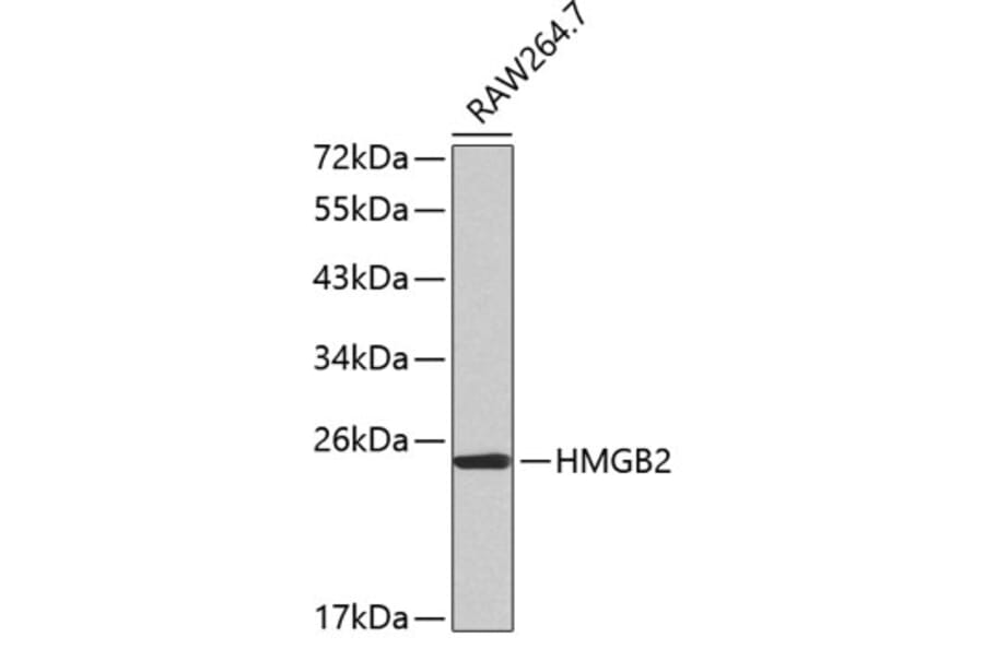 Western Blot - Anti-HMGB2 Antibody (A14285) - Antibodies.com