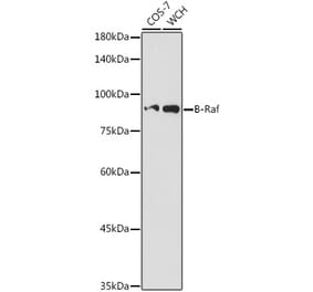 Western Blot - Anti-BRAF Antibody (A14291) - Antibodies.com