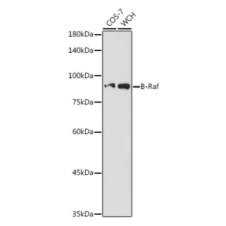 Western Blot - Anti-BRAF Antibody (A14291) - Antibodies.com
