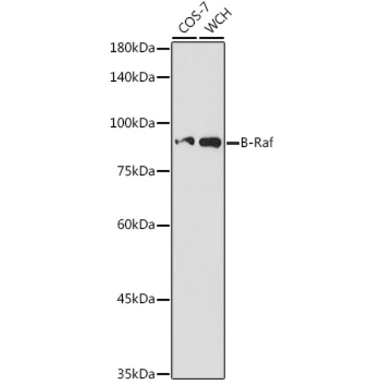 Western Blot - Anti-BRAF Antibody (A14291) - Antibodies.com
