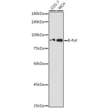 Western Blot - Anti-BRAF Antibody (A14291) - Antibodies.com