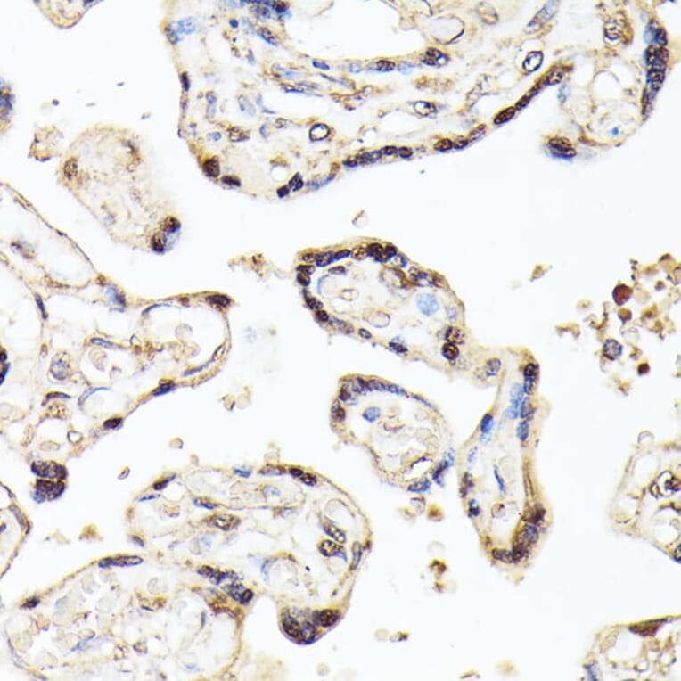 Immunohistochemistry - Anti-KLF5 Antibody (A14292) - Antibodies.com