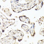 Immunohistochemistry - Anti-KLF5 Antibody (A14292) - Antibodies.com