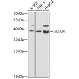 Western Blot - Anti-LRPAP1 Antibody (A14301) - Antibodies.com