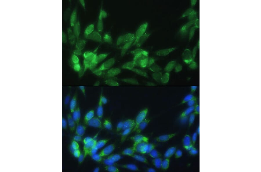 Immunofluorescence - Anti-LRPAP1 Antibody (A14301) - Antibodies.com